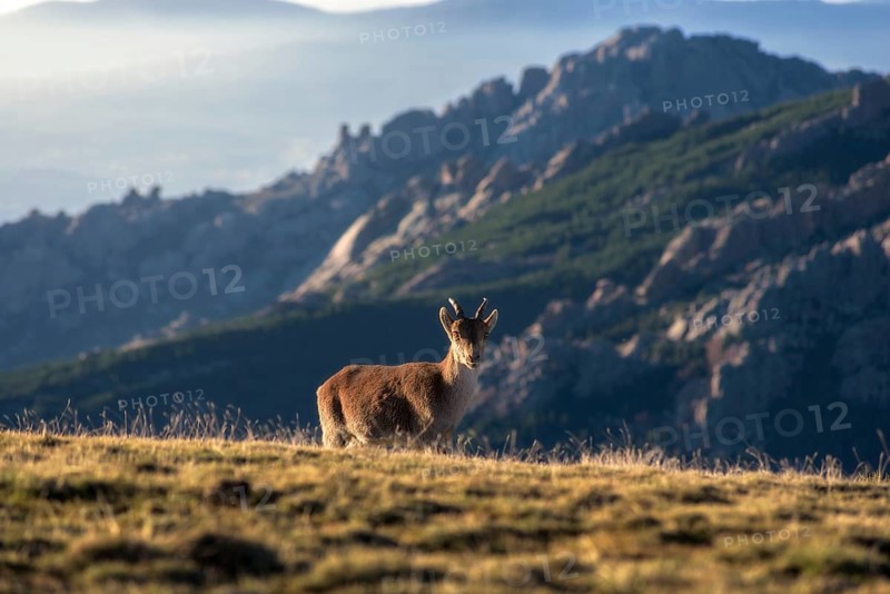 An Iberian Ibex stands gracefully on a mountain slope at sunset, with rugged peaks in the background. The warm light highlights its form against the serene backdrop