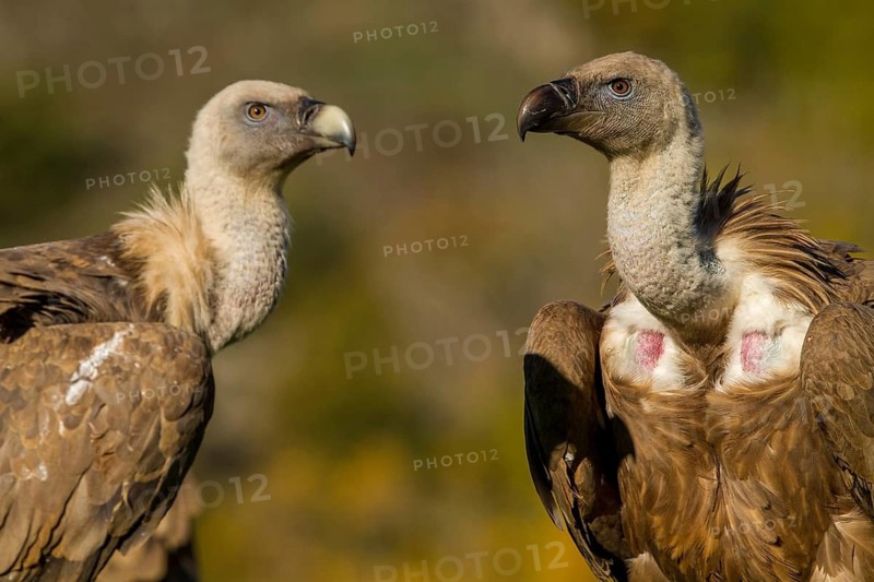 Griffon Vulture (Gyps fulvus), group on field, Castile and Leon, Spain