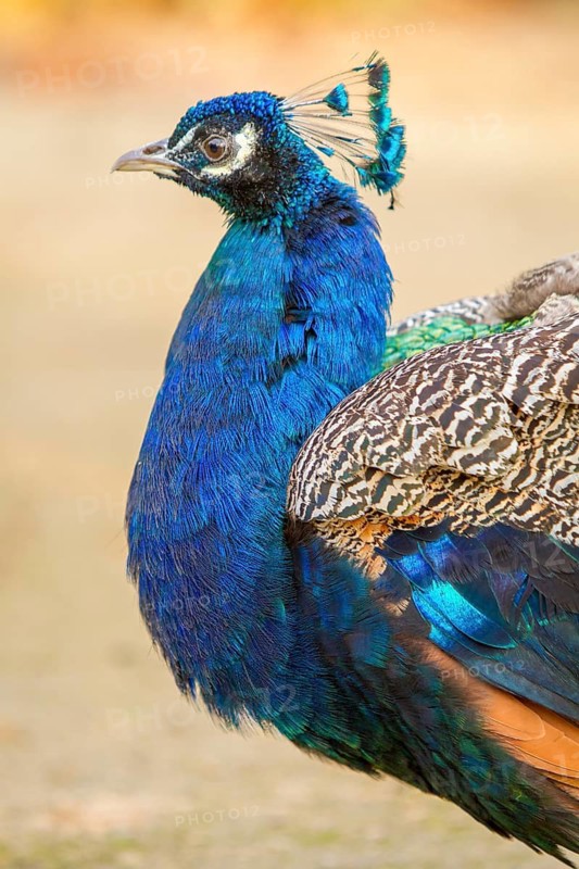 Indian Peafowl (Pavo cristatus), adult male, Castilla Leon, Spain