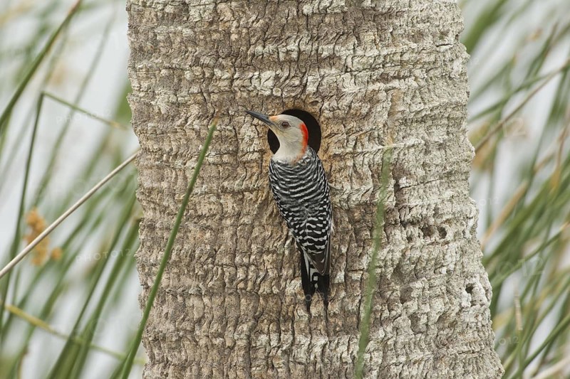 Red-bellied Woodpecker (Melanerpes carolinus) female at nest cavity, Florida, USA