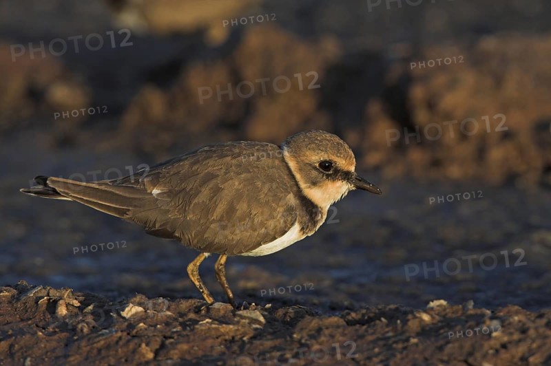 Little Ringed Plover (Charadrius dubius), Guelmim, Morocco