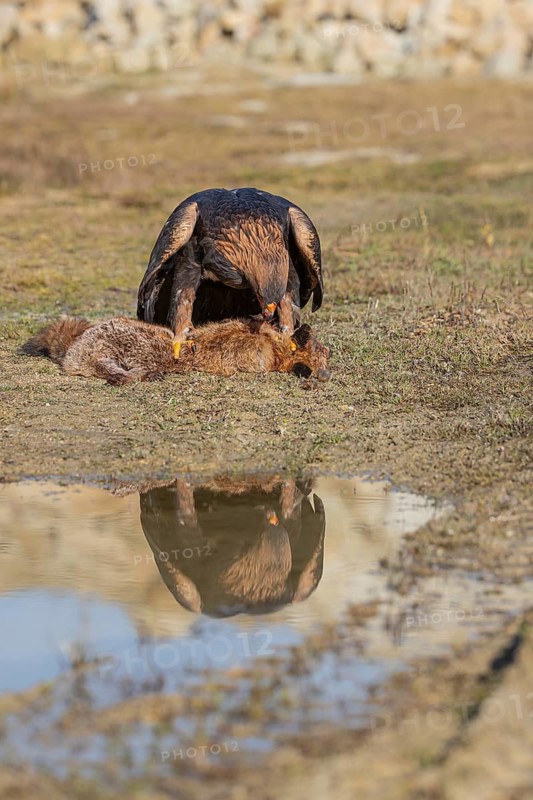 One golden eagle (Aquila chrysaetos) sitting in bright sunlight on a wet meadow, feeding on a dead fox. A reflection of the bird in a tiny puddle