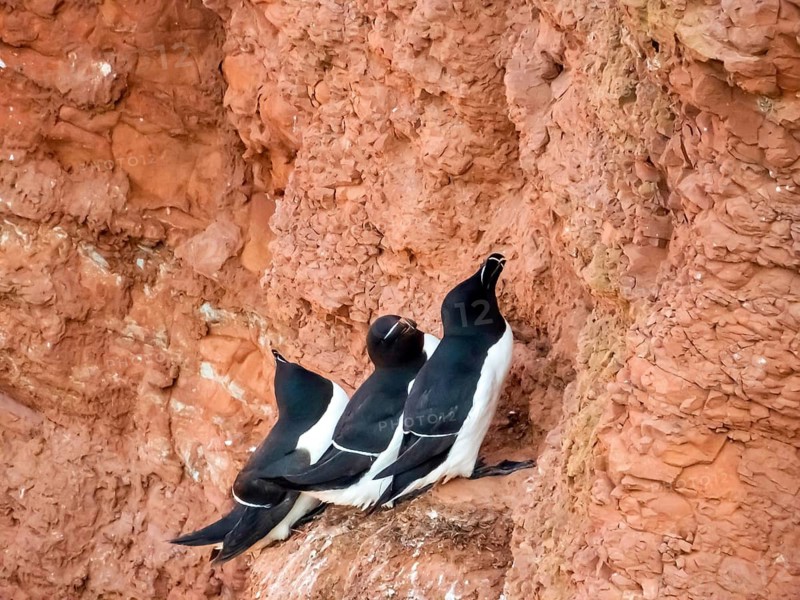 Tordalke at the nesting site, Germany, Schleswig-Holstein, Heligoland, island, birds, Tordalke, Alca torda, three, nesting site, geology, Buntsandstein, Heligoland, Schleswig-Holstein, Federal Republic of Germany