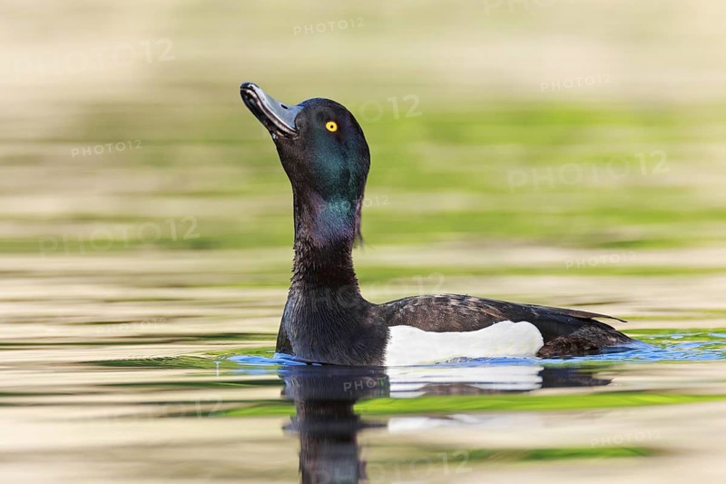 Tufted Duck (Aythya fuligula) male, Brandenburg, Germany