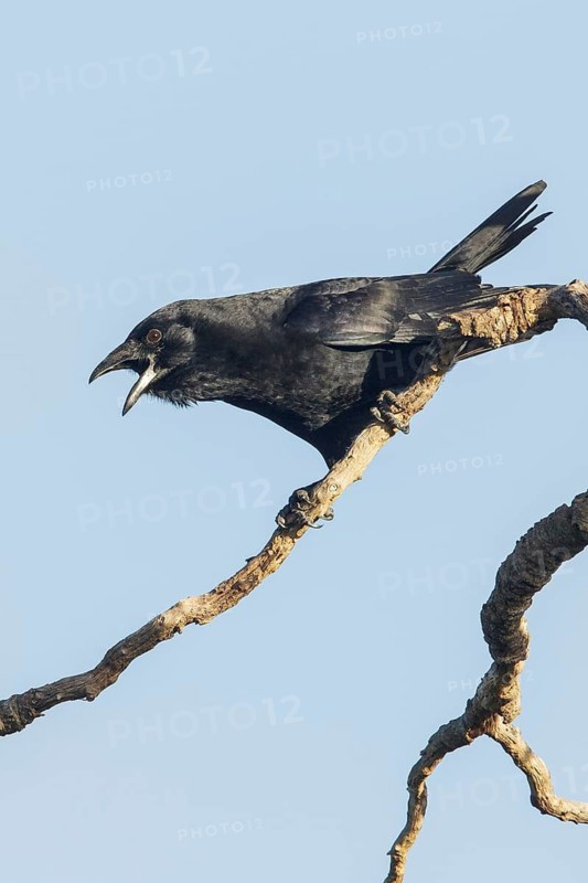 Cuban Palm Crow (Corvus minutus) perched on a branch in Cuba