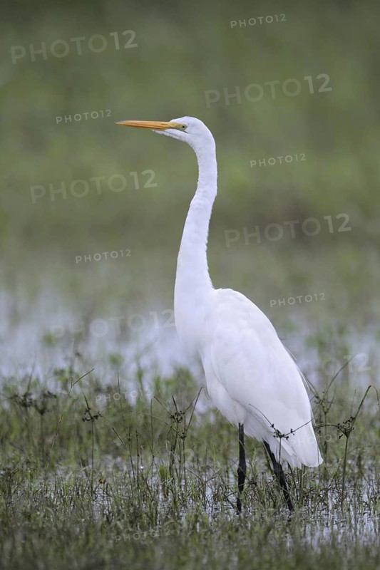 Great Egret (Ardea alba), Florida, USA