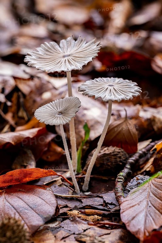 Three delicate, filigree mushrooms emerge from the forest floor covered with autumn leaves, close-up, Lower Saxony, mushrooms