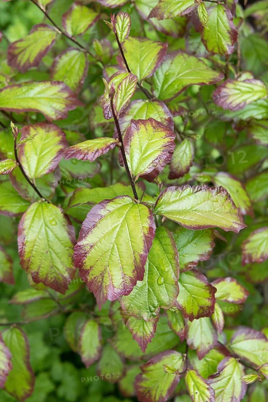 Columnar iron tree (Parrotia persica PERSIAN SPIRE), An den Dorfwiesen 9, Germany
