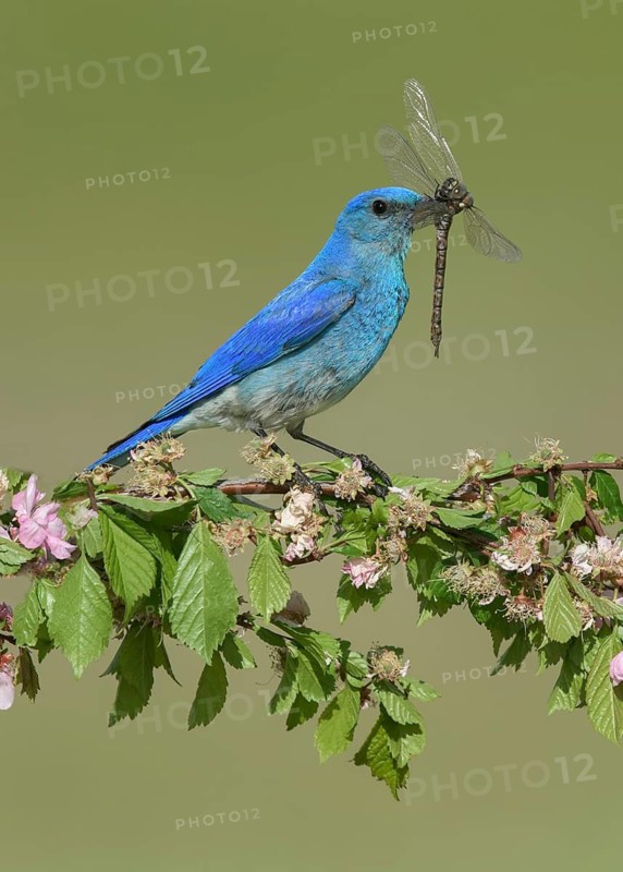 Mountain Bluebird (Sialia currucoides) male perched on a flowering branch with dragonfly in beak, British Columbia, Canada