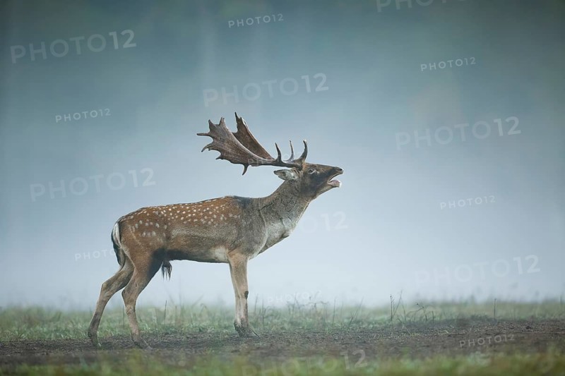 Damhirsch, Dama dama Fallow Deer, Dama dama