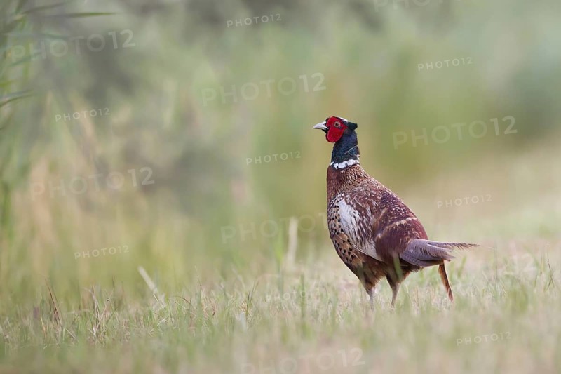 Common Pheasant (Phasianus colchicus) male, Camargue, France