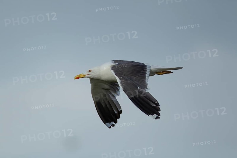 Lesser black-backed gull (Larus fuscus) adult seagull bird in flight, Suffolk, England, United Kingdom