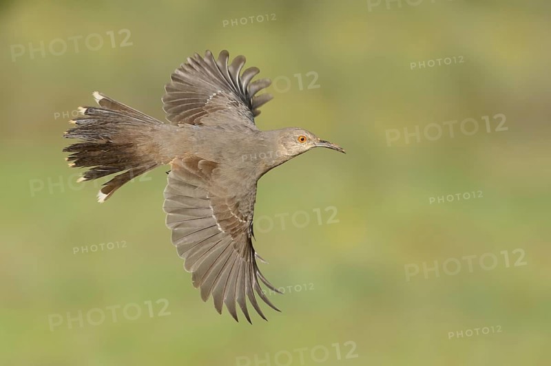 Curve-billed Thrasher (Toxostoma curvirostre) flying, Texas, USA