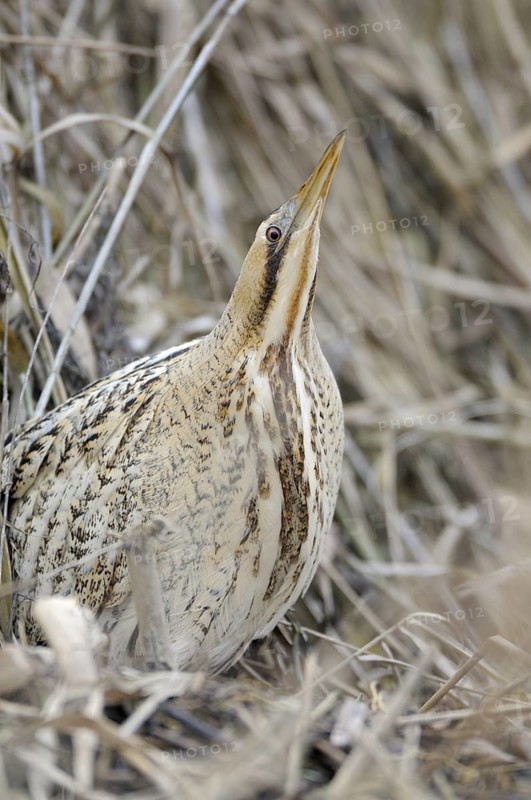 Rohrdommel (Botaurus stellaris), Bittern, Altvogel im Winter, Portrait, in Pfahlstellung als Tarnung, Februar, Muenster, Nordrhein-Westfalen, Deutschland