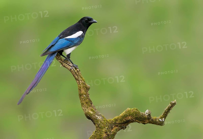 Black-billed Magpie (Pica hudsonia), Alberta, Canada