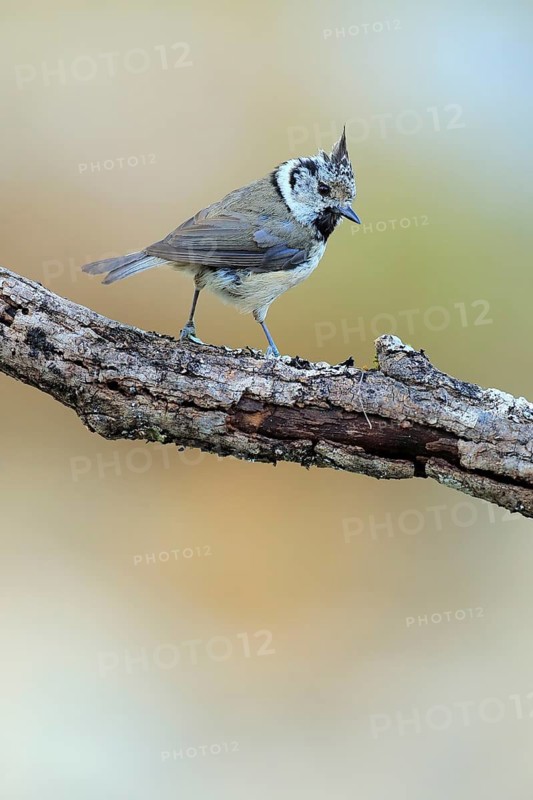 European Crested Tit (Lophophanes cristatus), Andalusia, Spain