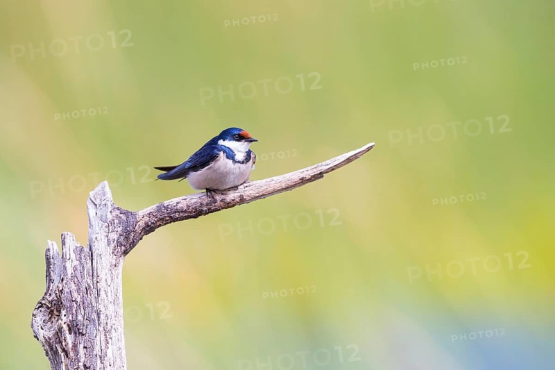 White-throated Swallow, (Hirundo albigularis), Swallow family, Animals, Birds, Swallow, perch, Garden Route National Park - Wil, Wilderness, Western Cape, South Africa
