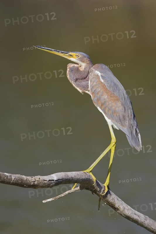 Tricolored Heron (Egretta tricolor), Texas, USA