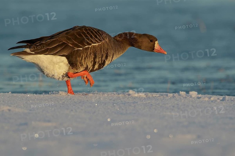 Greater White-fronted Goose (Anser albifrons) feeding on a small pond on the tundra in Northern Alaska