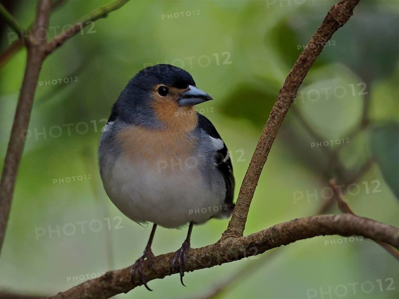 La Palma chaffinch (Fringilla coelebs palmae)
