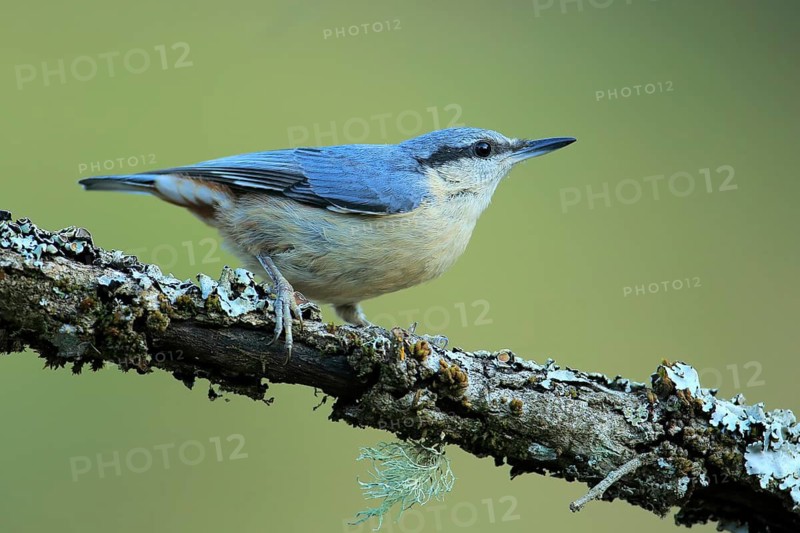 Eurasian Nuthatch (Sitta europaea) perched on lichen branch, Andalusia, Spain