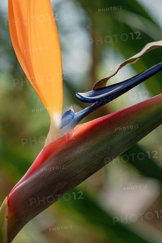 A striking close-up of a strelitzia, or Bird of Paradise, showcasing its vibrant orange and blue petals. The background is softly blurred with green foliage, enhancing the flower's colors