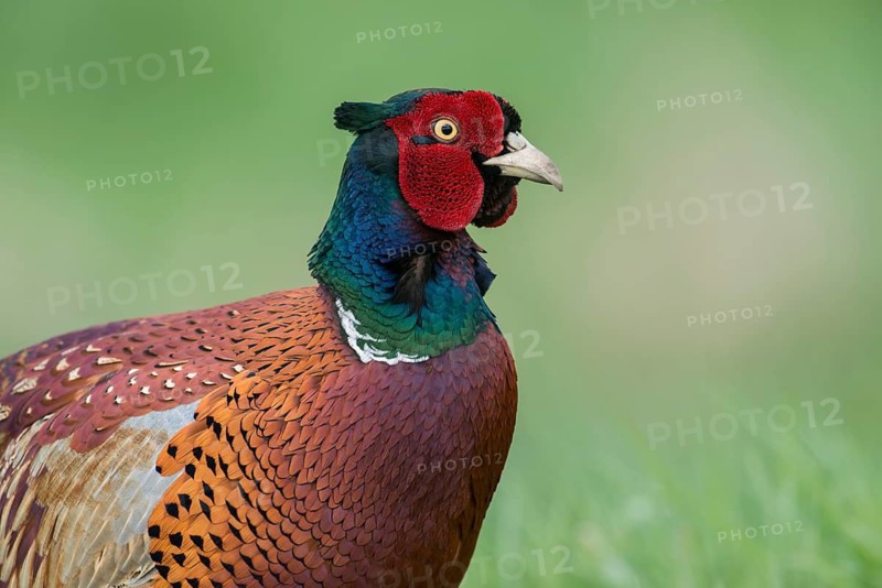 Common Pheasant (Phasianus colchicus) male on field, North Rhine-Westphalia, Germany