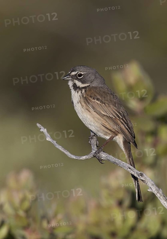 Bell's Sparrow (Artemisiospiza belli), California, USA