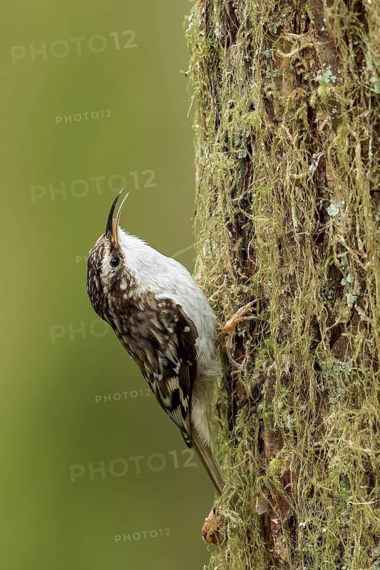 Brown Creeper (Certhia americana) perched on a branch in Victoria, BC, Canada