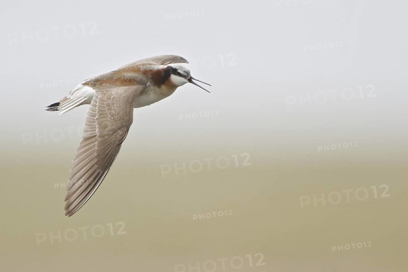 Wilson's Phalarope (Phalaropus tricolor) flying, Alberta, Canada