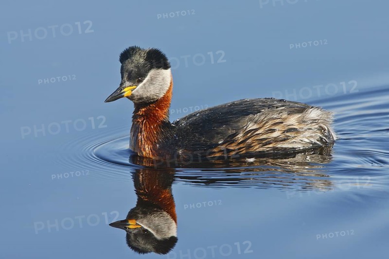 Red-necked Grebe (Podiceps grisegena), Schleswig-Holstein, Germany