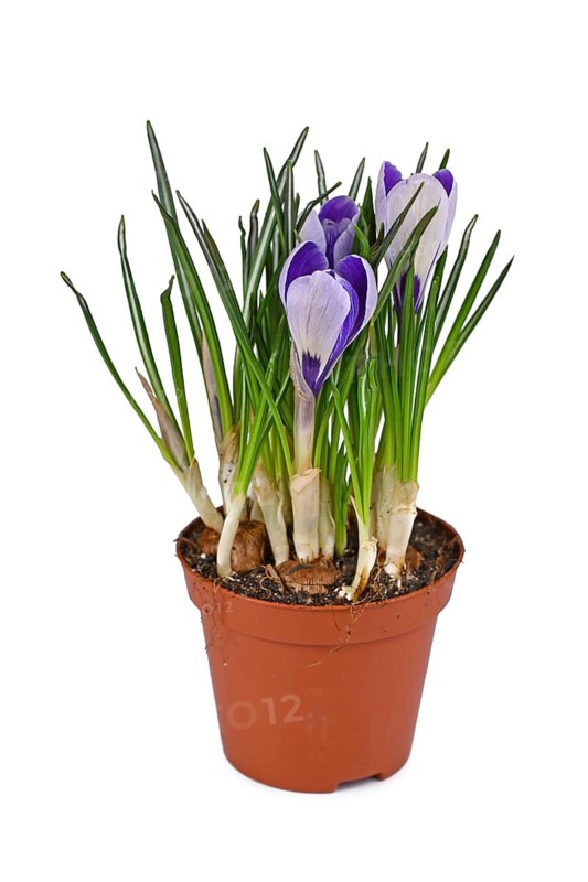 Potted 'Crocus Vernus' spring flowers on white background