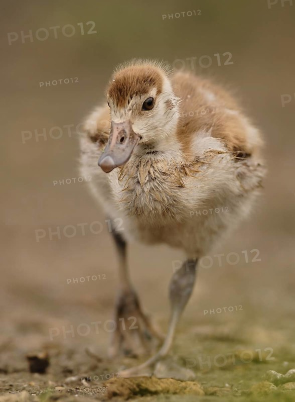 Egyptian Goose (Alopochen aegyptiaca) juvenile, North Rhine-Westphalia, Germany