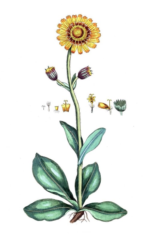 Arnica montana, Mountain arnica, digital reproduction of a historical original, between 1790 and 1810