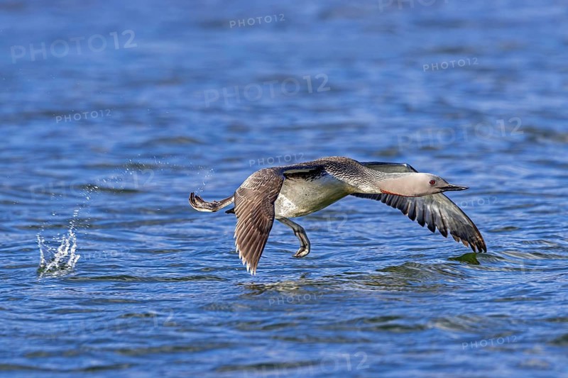 Red-throated loon, red-throated diver (Gavia stellata) adult in breeding plumage taking off from lake in summer, Svalbard, Spitsbergen