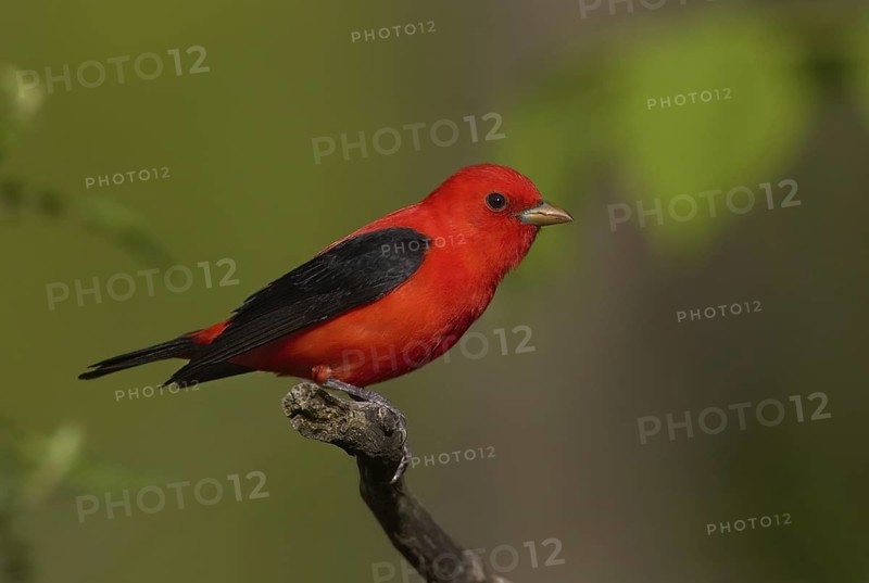 Scarlet Tanager (Piranga olivacea) male