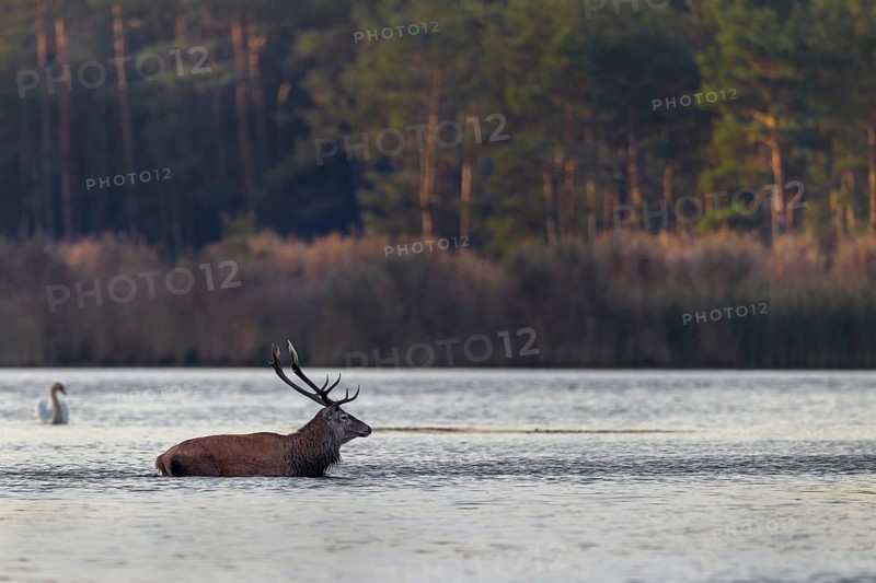 Accompanied by a mute swan, a red deer (Cervus elaphus) crosses a pond in the early morning, rutting season, pond landscape, September, Germany