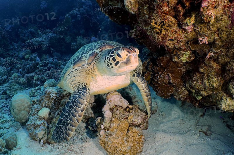 Green turtle (Chelonia mydas)