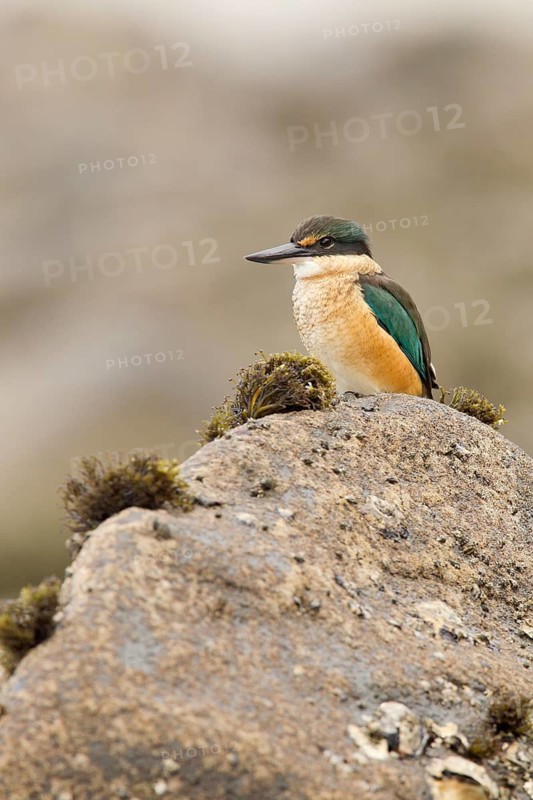 New Zealand kingfisher (Todiramphus sanctus vagans)