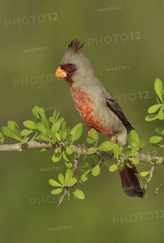 Pyrrhuloxia (Cardinalis sinuatus) male, Texas, USA