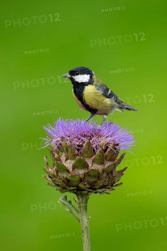 Great tit (Parus major) adult bird on a garden Artichoke thistle flower in the summer, England, United Kingdom