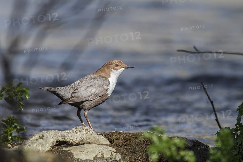 White-throated Dipper (Cinclus cinclus), on river, Galicia, Spain