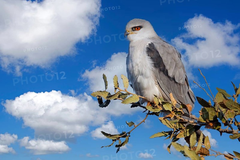Slider, (Elanus caeruleus), perch, animals, birds, bird of prey Israel, Middle East