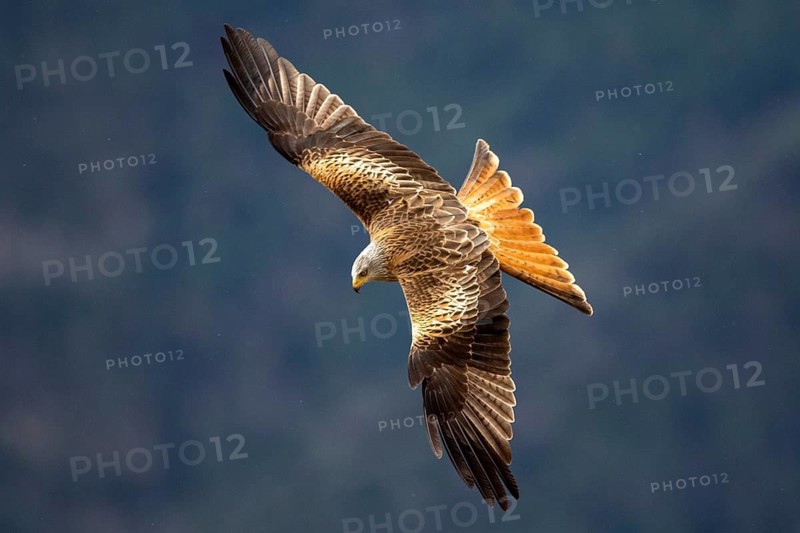 Red Kite (Milvus milvus) flying, Aragon, Spain