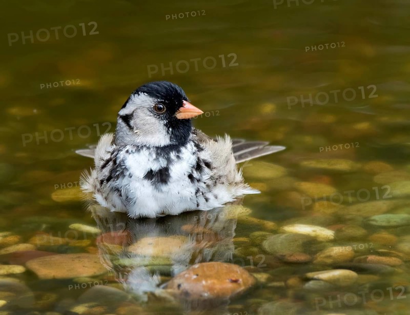 Harris's Sparrow, Zonotrichia querula, bathes in a backyard pond in Saskatoon, Saskatchewan, Canada