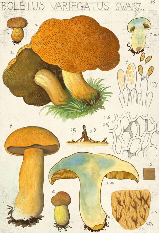 Mushroom, Mushrooms, Sand bolete, Roe mushroom, Suillus variegatus, syn. Boletus variegatus, authentic reproduction of an illustration by Hans Walty (1868-1948) from about 1915, historical