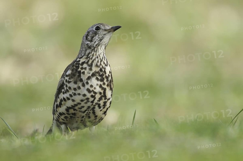 Mistle Thrush (Turdus viscivorus), North Rhine-Westphalia, Germany