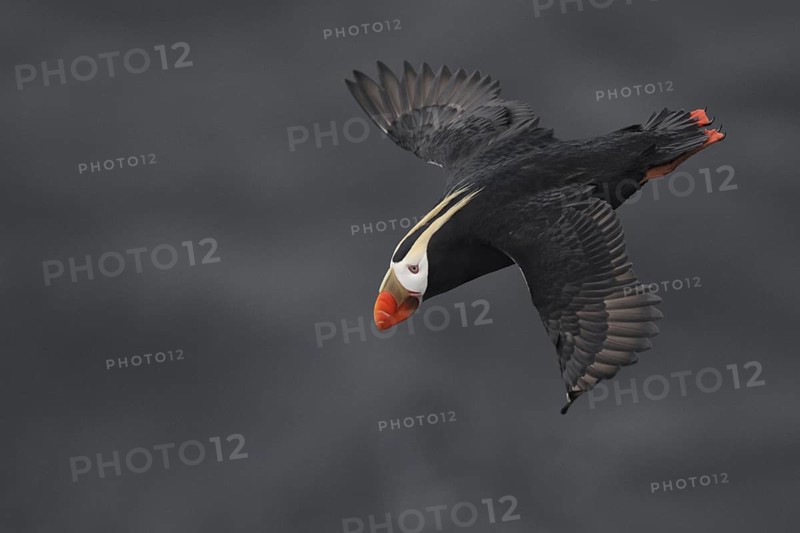 Tufted Puffin (Fratercula cirrhata) flying, Alaska, USA