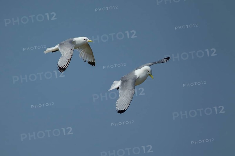 Black legged kittiwake (Rissa tridactyla) two adult birds in flight, Suffolk, England, United Kingdom
