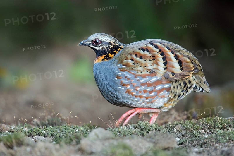 Rufous-throated Partridge (Arborophila rufogularis), Yunnan, China